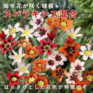 【10月上中旬より発送・早割】 スパラキシス 混合 球根 10球 植えっぱなし 秋植え 寄せ植え プランター 花壇 毎年花が咲く 花の大和