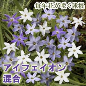 【10月上中旬より発送・早割】 アイフェイオン 混合 球根 10球 植えっぱなし 秋植え 寄せ植え プランター 花壇 毎年花が咲く 花の大和
