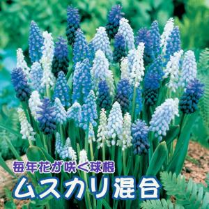 ムスカリ 混合 球根 10球 植えっぱなし 秋植え 寄せ植え プランター 花壇 毎年花が咲く 花の大和