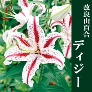 【10月上中旬より発送・早割】 改良 山百合 球...の商品画像