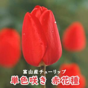 【10月上中旬より発送・早割】 チューリップ 球根 【 赤 花種】 4球 単色咲き レッド 秋植え 富山 富山県産 富山産 国産 花の大和