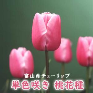 【10月上中旬より発送・早割】 チューリップ 球根 【 桃 花種】 4球 単色咲き ピンク 秋植え 富山 富山県産 富山産 国産 花の大和