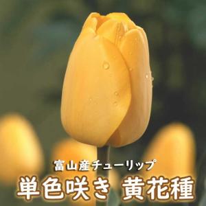 【10月上中旬より発送・早割】 チューリップ 球根 【 黄 花種】 4球 単色咲き イエロー 秋植え 富山 富山県産 富山産 国産 花の大和