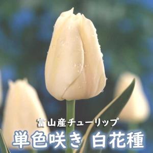 【10月上中旬より発送・早割】 チューリップ 球根 【 白 花種】 4球 単色咲き ホワイト 秋植え 富山 富山県産 富山産 国産 花の大和