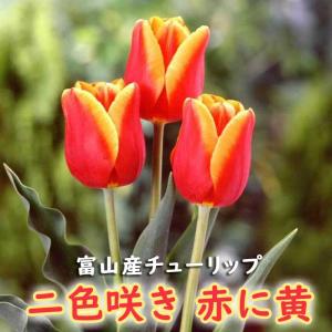 【10月上中旬より発送・早割】 チューリップ 球根 【 赤に黄 花種】 4球 二色咲き 秋植え 富山 富山県産 富山産 国産 花の大和