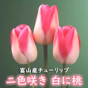 【10月上中旬より発送・早割】 チューリップ 球根 【 白に桃 花種】 4球 二色咲き 秋植え 富山 富山県産 富山産 国産 花の大和