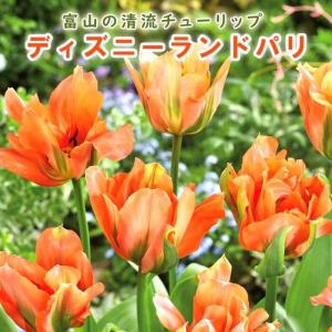 原種クレマチス カザグルマ （日光のカザグルマ） : 日本花卉ガーデン