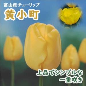 【10月上中旬より発送・早割】 チューリップ 球根 黄小町 3球 イエロー 秋植え 富山 富山県産 富山産 国産 花の大和
