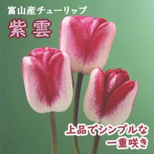 【10月上中旬より発送・早割】 チューリップ 球根 紫雲 （ しうん ） 3球 秋植え 富山 富山県産 富山産 国産 花の大和