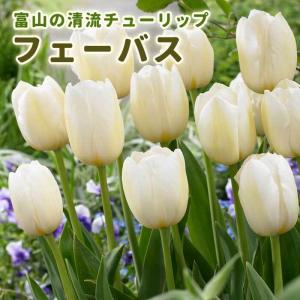 【10月上中旬より発送・早割】 チューリップ 球根 フェーバス 3球 秋植え 富山 富山県産 富山産 国産 花の大和