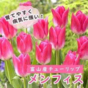 【10月上中旬より発送・早割】 チューリップ 球根 メンフィス 3球 秋植え 富山 富山県産 富山産 国産 花の大和