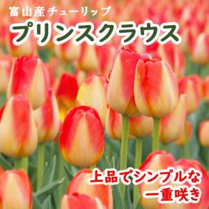【10月上中旬より発送・早割】 チューリップ 球根 プリンスクラウス 3球 花色が変わる 秋植え 富山 富山県産 富山産 国産 花の大和
