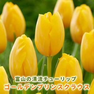 【10月上中旬より発送・早割】 チューリップ 球根 ゴールデンプリンスクラウス 3球 秋植え 富山 富山県産 富山産 国産 花の大和