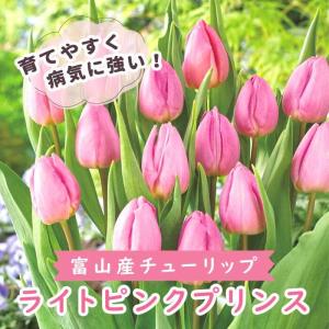 【10月上中旬より発送・早割】 チューリップ 球根 ライトピンクプリンス 3球 秋植え 富山 富山県産 富山産 国産 花の大和