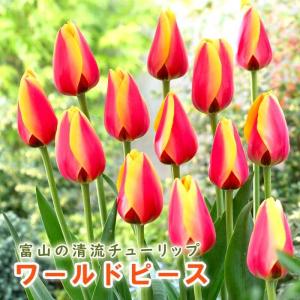【10月上中旬より発送・早割】 チューリップ 球根 ワールドピース 3球 秋植え 富山 富山県産 富山産 国産 花の大和