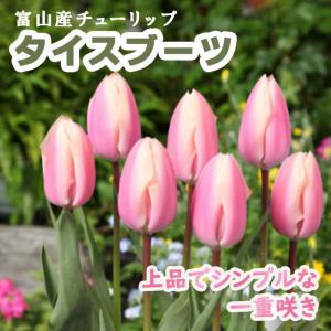 【10月上中旬より発送・早割】 チューリップ 球根 タイスブーツ 3球 ピンク 秋植え 富山 富山県産 富山産 国産 花の大和