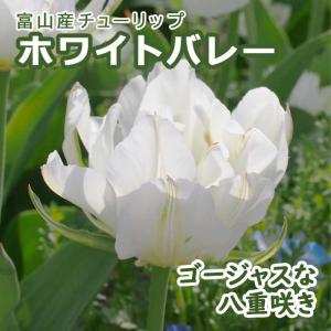【10月上中旬より発送・早割】 チューリップ 球根 ホワイトバレー 3球 秋植え 富山 富山県産 富山産 国産 花の大和
