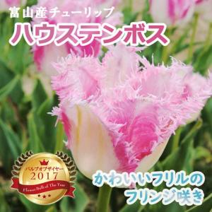 【10月上中旬より発送・早割】 チューリップ 球根 ハウステンボス 3球 秋植え 富山 富山県産 富山産 国産 花の大和