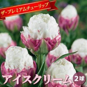 【10月上中旬より発送・早割】 チューリップ 球根 アイスクリーム 2球 八重咲き プレミアム チューリップ 秋植え 花の大和