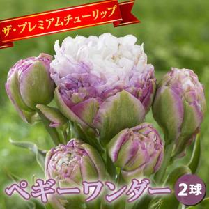 【10月上中旬より発送・早割】 チューリップ 球根 ペギーワンダー 2球 八重咲き プレミアム チューリップ 秋植え 花の大和