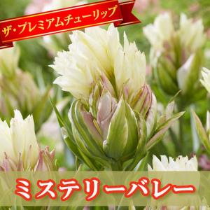 【10月上中旬より発送・早割】 チューリップ 球根 ミステリーバレー 2球 八重咲き プレミアム チューリップ 秋植え 花の大和