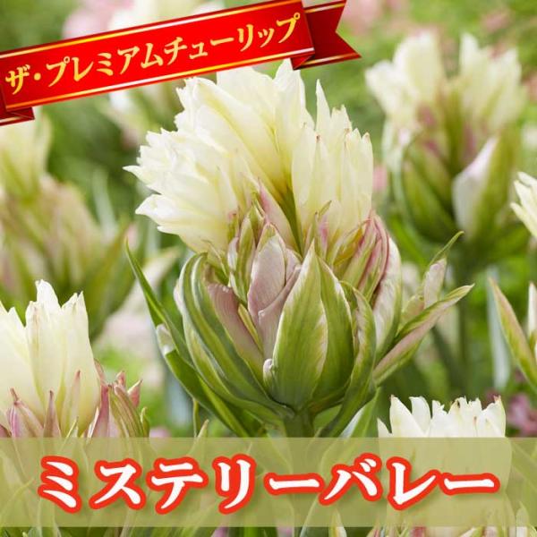 チューリップ 球根 ミステリーバレー 2球 八重咲き プレミアム チューリップ 秋植え 花の大和