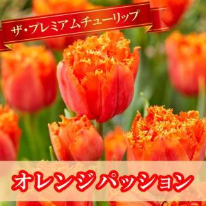 【10月上中旬より発送・早割】 チューリップ 球根 オレンジパッション 3球 フリンジ咲き プレミアム チューリップ 花の大和