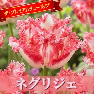 【10月上中旬より発送・早割】 チューリップ 球根 ネグリジェ 2球 フリンジ咲き プレミアム チューリップ 秋植え 花の大和