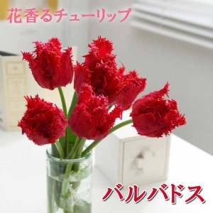 【10月上中旬より発送・早割】 チューリップ 球根 バルバドス 3球 花香るチューリップ 芳香性 秋植え 花の大和