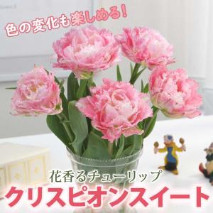 【10月上中旬より発送・早割】 チューリップ 球根 クリスピオンスイート 3球 花香るチューリップ 芳香性 秋植え 花の大和