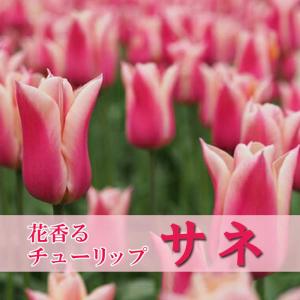 【10月上中旬より発送・早割】 チューリップ 球根 サネ 3球 花香るチューリップ 芳香性 秋植え 花の大和