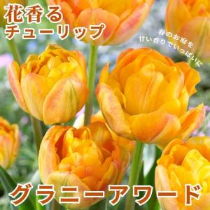 【10月上中旬より発送・早割】 チューリップ 球根 グラニーアワード 3球 花香るチューリップ 芳香性 秋植え 花の大和
