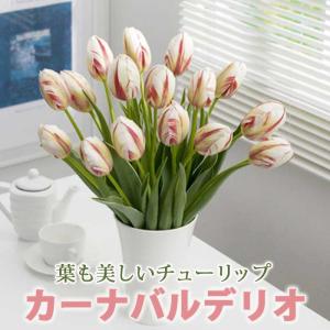【10月上中旬より発送・早割】 斑入り チューリ...の商品画像