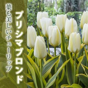 【10月上中旬より発送・早割】 斑入り チューリップ 球根 プリシマブロンド 4球 葉も美しい ピューリシマ 秋植え プランター栽培 花壇 花の大和