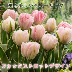 【10月上中旬より発送・早割】 斑入り チューリップ 球根 フォックストロットデザイン 4球 葉も美しい 秋植え プランター栽培 寄せ植え 花の大和