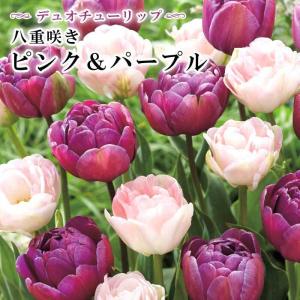 【10月上中旬より発送・早割】 チューリップ 球...の商品画像