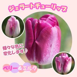 【10月上中旬より発送・早割】 ジェラート チューリップ 球根 【 ベリー＆ミルク 】 3球 だんだん色が変化する 秋植え 花の大和