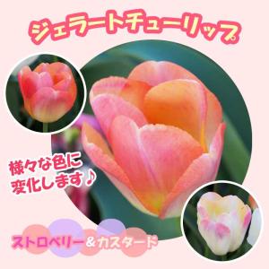 【10月上中旬より発送・早割】 ジェラート チューリップ 球根 【 ストロベリー＆カスタード 】 3球 だんだん色が変化する 秋植え 花の大和
