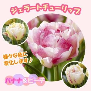 【10月上中旬より発送・早割】 ジェラート チューリップ 球根 【 バナナ＆ピーチ 】 3球 だんだん色が変化する 秋植え 花の大和