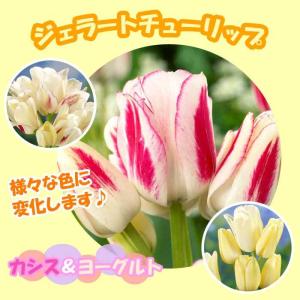 【10月上中旬より発送・早割】 ジェラート チューリップ 球根 【 カシス＆ヨーグルト 】 3球 だんだん色が変化する 秋植え 花の大和