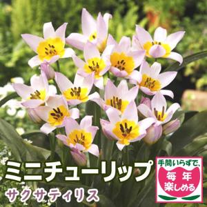 【10月上中旬より発送・早割】 原種 ミニ チューリップ 球根 サクサティリス 7球 植えっぱなし 毎年花が咲く 秋植え 花の大和