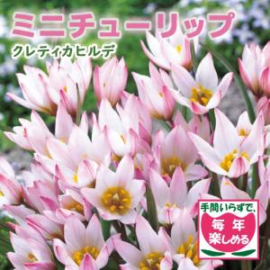 【10月上中旬より発送・早割】 原種 ミニ チューリップ 球根 クレティカヒルデ 4球 植えっぱなし 毎年花が咲く 秋植え 花の大和
