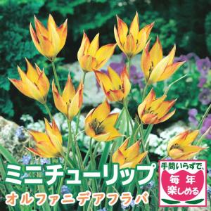 【10月上中旬より発送・早割】 原種 ミニ チューリップ 球根 オルファニデアフラバ 7球 植えっぱなし 毎年花が咲く 秋植え 花の大和