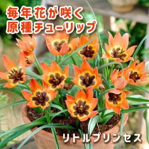 【10月上中旬より発送・早割】 原種 ミニ チューリップ 球根 リトルプリンセス 5球 植えっぱなし 毎年花が咲く 秋植え 花の大和