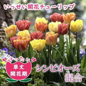 【10月上中旬より発送・早割】 チューリップ 球根 いっせい開花 【 シンビオーズ シリーズ 混合 5球】 花壇 鉢植 切花 花の大和