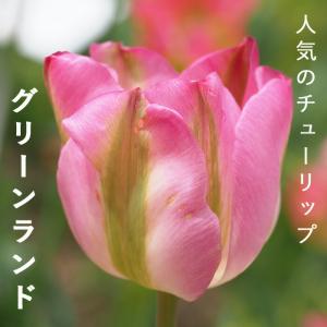 【10月上中旬より発送・早割】 チューリップ 球根 グリーンランド 3球 人気のチューリップ 秋植え プランター 寄せ植え 花壇 花の大和