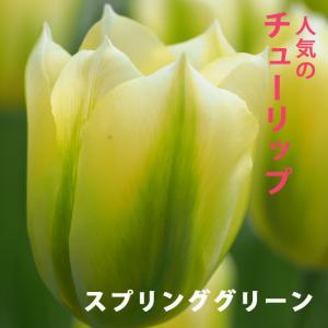 【10月上中旬より発送・早割】 チューリップ 球根 スプリンググリーン 3球 人気のチューリップ 秋植え プランター 寄せ植え 花壇 花の大和