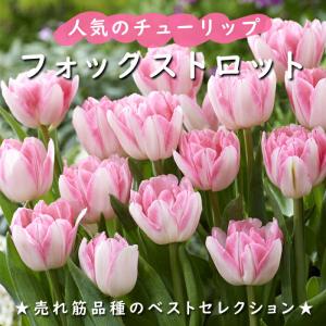 【10月上中旬より発送・早割】 チューリップ 球根 フォックストロット 3球 人気のチューリップ 秋植え プランター 寄せ植え 花壇 花の大和
