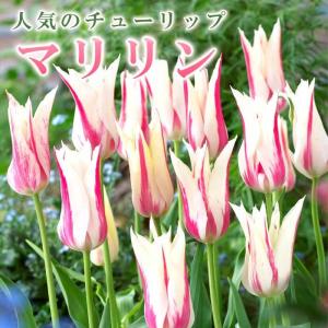 チューリップ 球根 ミステリーバレー 2球 八重咲き プレミアム 秋植え