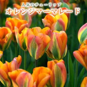 【10月上中旬より発送・早割】 チューリップ 球...の商品画像
